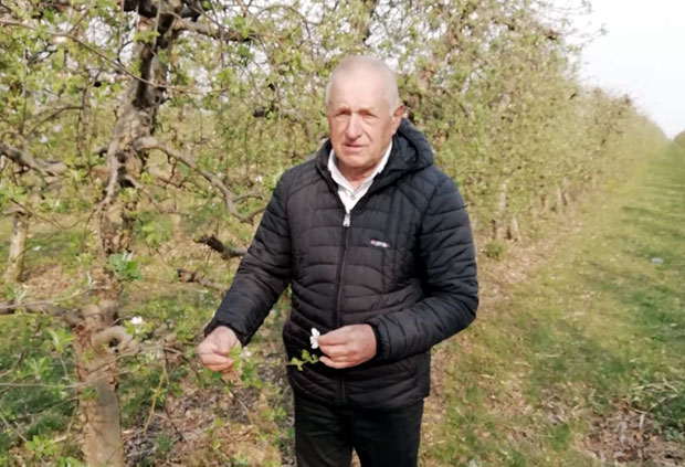 СПРЖЕНО ПОЛА РОДА: Мраз десетковао воћњаке у околини Вршца
